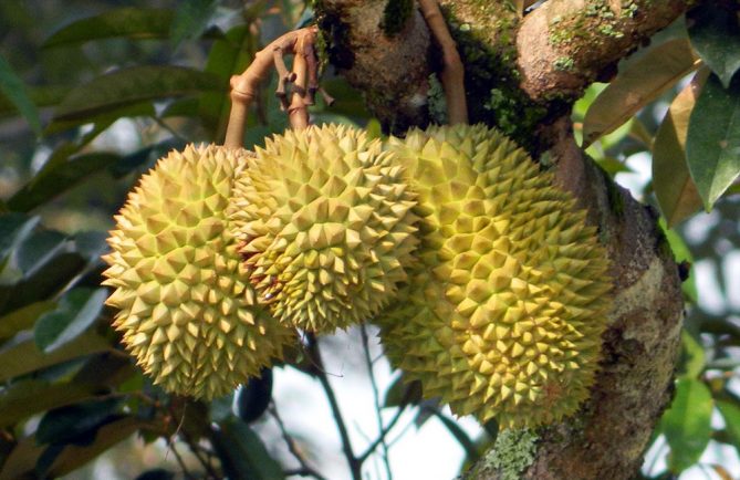 Durian de Tahiti, Durio zibethinus