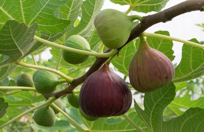 Figues - Figuier - Ficus Carica