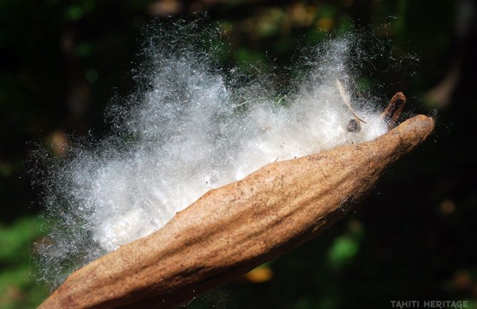 Kapok de Tahiti, Ceiba pentandra. © Tahiti Heritage