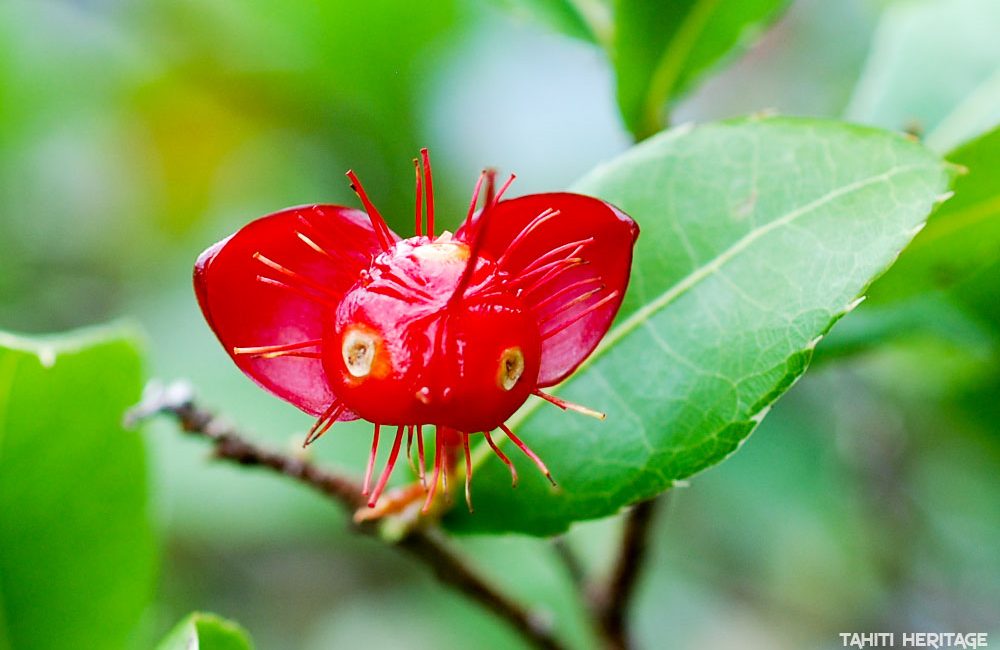 Mickey mouse plant - Ochne © Tahiti Heritage