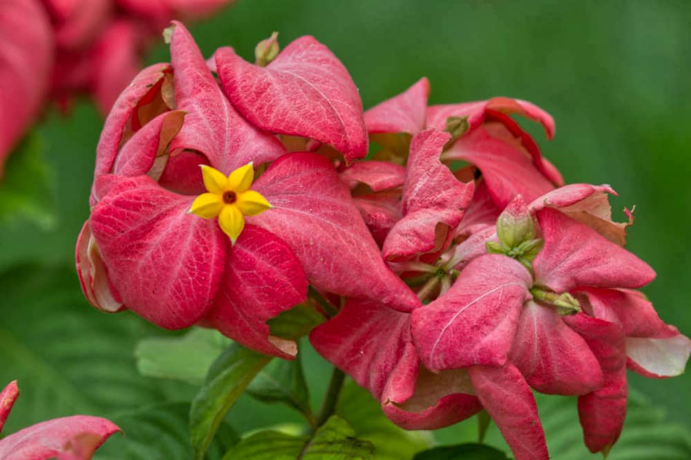 Mussaenda rouge