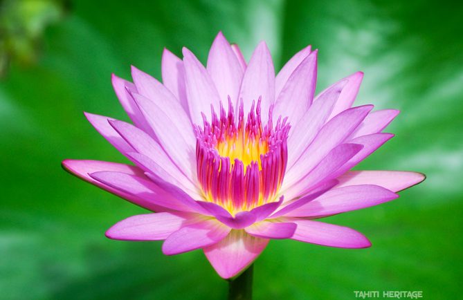 Nénuphar de Tahiti, Nymphea © Tahiti Heritage / Olivier Babin