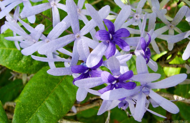 Petrea volubilis, Pétrée, Liane papier de verre © Tahiti Heritage