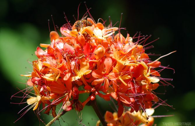 Brownea grandiceps orangé. © Tahiti Heritage / Olivier Babin