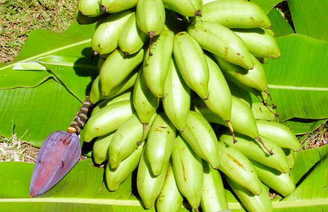 Bananes de Tahiti, Mei'a © Tahiti Heritage