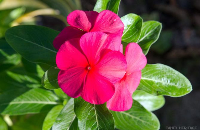 Pervenche rose de Tahiti. Cataranthus roseus © Tahiti Heritage