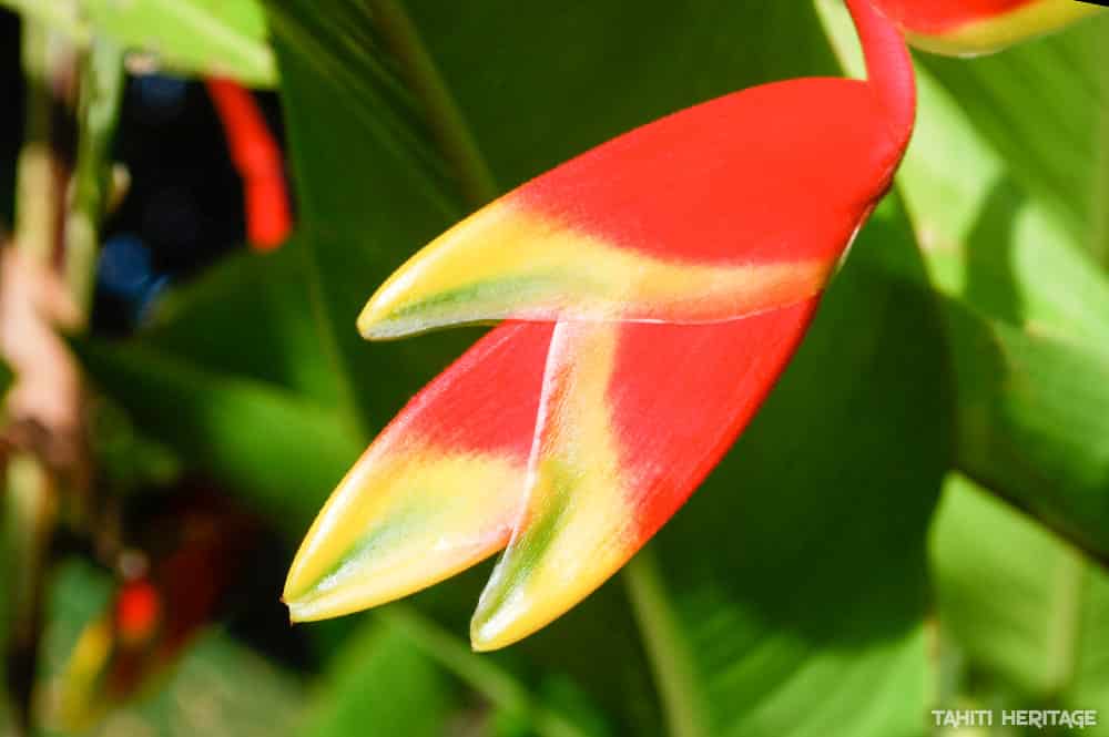 Heliconia rostrata, pince de crabe © Tahiti Heritage