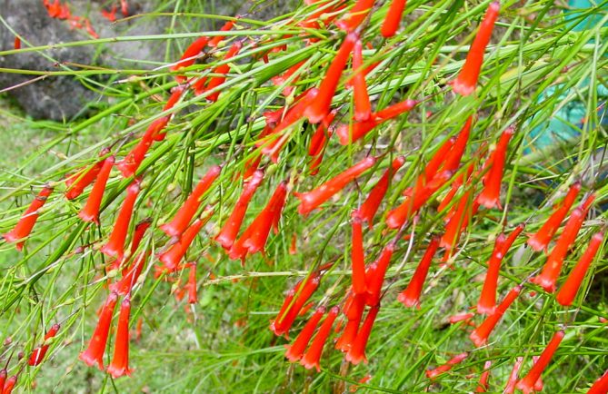 Russelia equisetiformis, Goutte de sang. © Tahiti Heritage