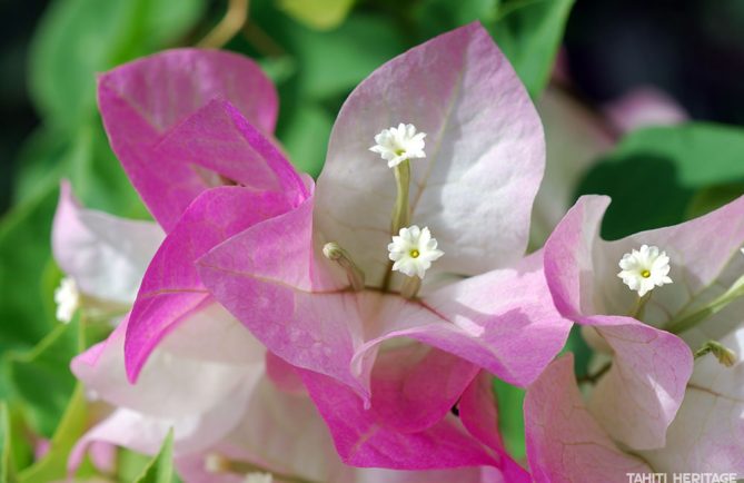 Bougainvillier rose de Tahiti