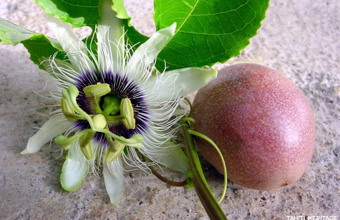 Fruit de la passion. © Tahiti Heritage