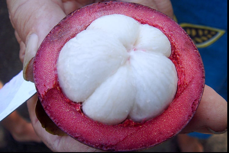 Mangoustan de Tahiti , Garcinia mangostana. 