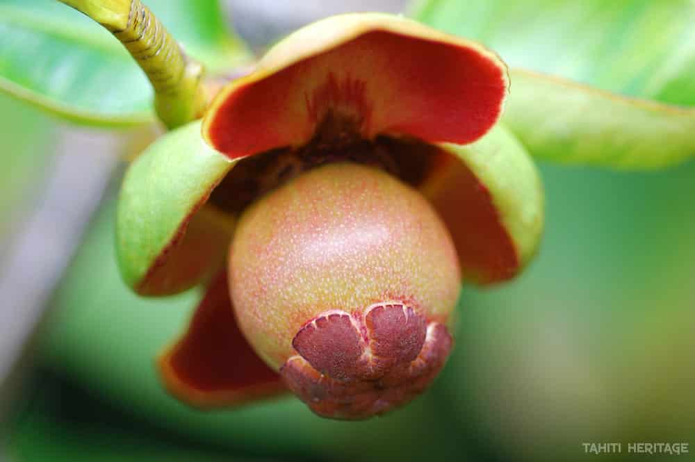 Mangoustan de Tahiti , Garcinia mangostana. 