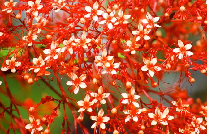 Arbre pagode de Tahiti - Clerodendrum paniculatum © Tahiti Heritage / Olivier BABIN