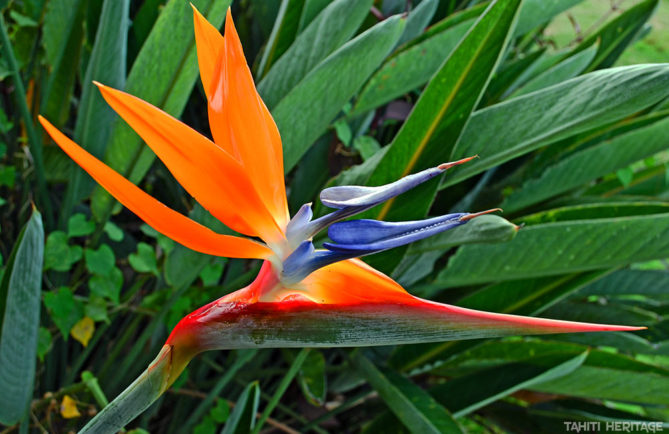 Strelitzia reginae. Oiseau de paradis de Tahiti. © Tahiti Heritage