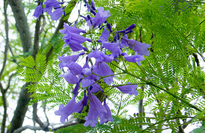 jacaranda mimosifolia