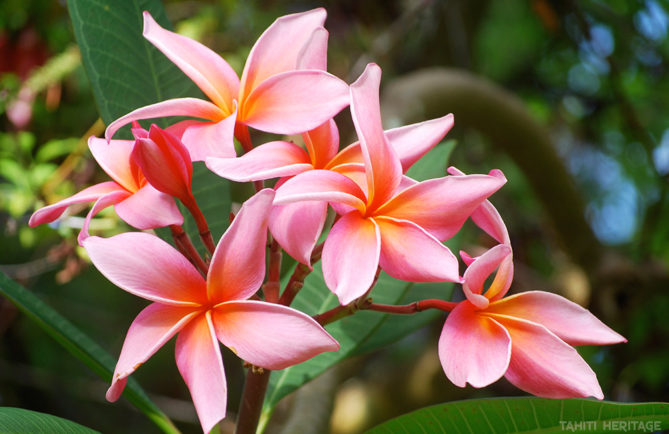 Frangipanier rose, Tipanie de Tahiti. © Tahiti Heritage