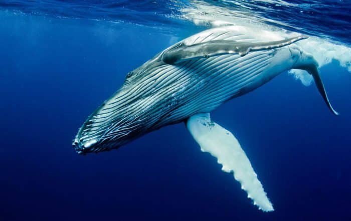 Baleine- Tahiti - Photo Fabien Michenet