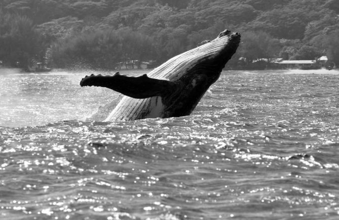 Baleine à Rurutu. Photo Pierre Lesage