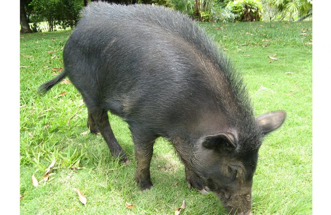 cochon sauvage de Tahiti