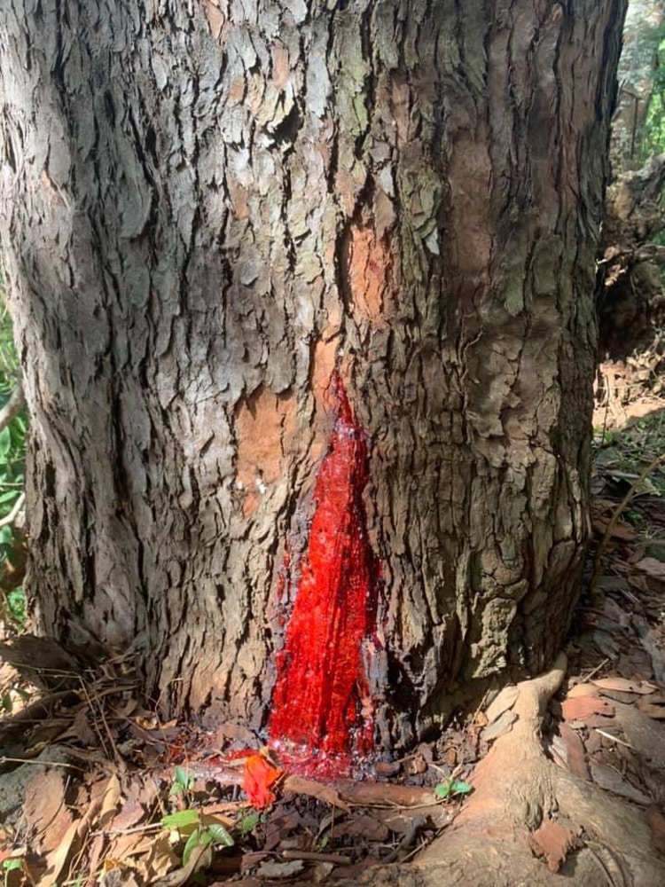 Sève rouge d'un eucalyptus de la route du belvédère de Pirae (Tahiti)