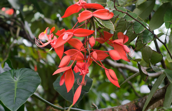 Fierté de Birmanie, Amherstia nobilis © Tahiti Heritage