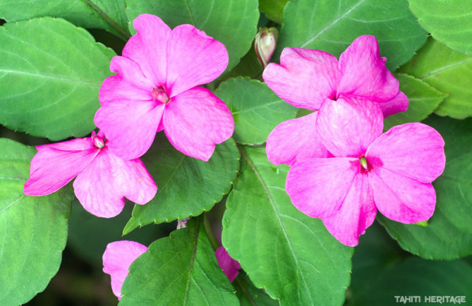 Impatiente, Buveuse d’eau , Impatiens walleriana © Tahiti Heritage