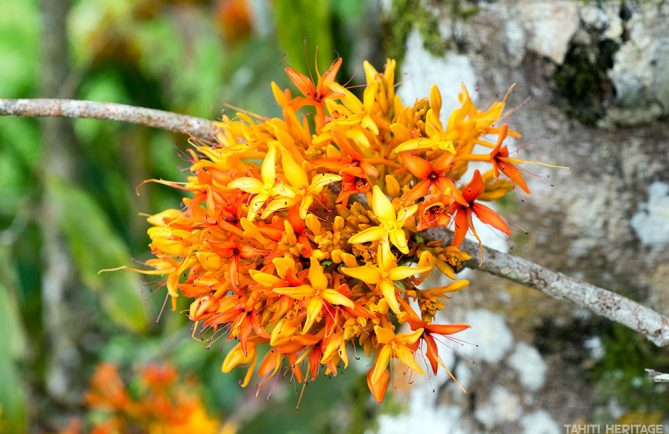 Arbre Ashoka, arbre sacré de l'Inde. Saraca indica © Tahiti Heritage