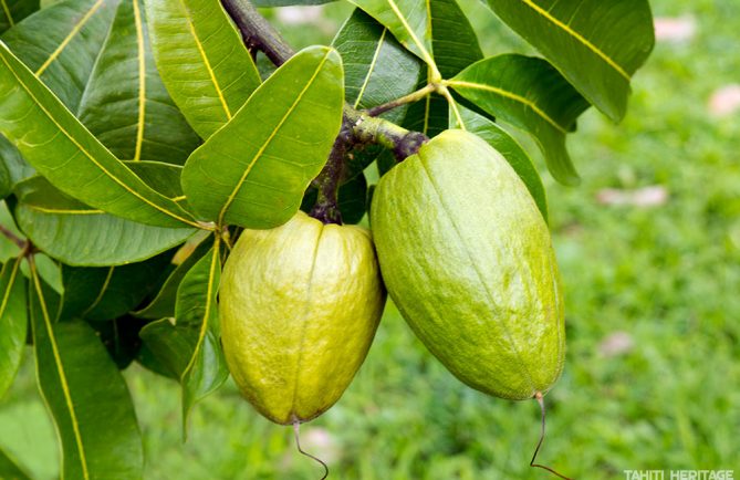 Pachira aquatica, Money Tree Plant © Tahiti Heritage