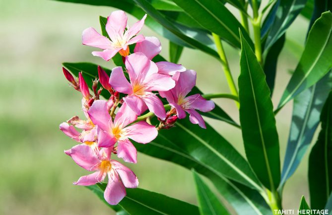 Laurier rose de Tahiti, Nerium olander © Tahiti Heritage