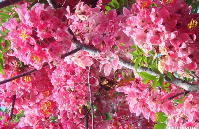 Cassia rose de Java, Cassia javanica © Tahiti Heritage