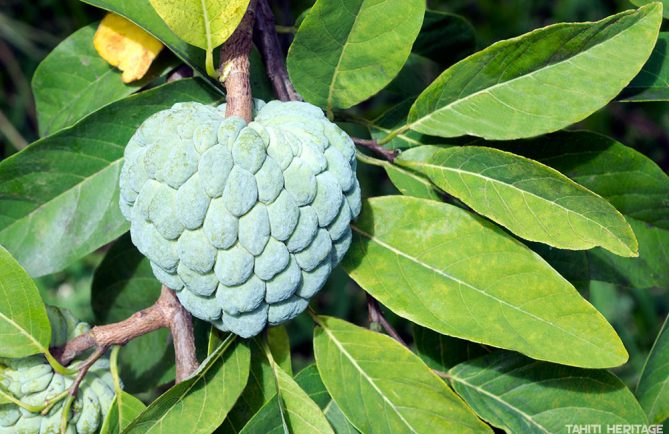 Pomme cannelle de Tahiti, Annona squamosa, Tapotapo. © Tahiti Heritage