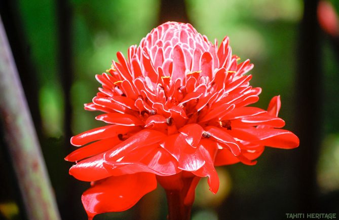 Rose de porcelaine - Etlingera elatior © Tahiti Heritage