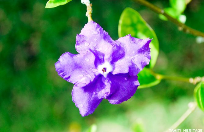 Hier, aujourd'hui et demain - Brunfelsia grandiflora. © Tahiti Heritage