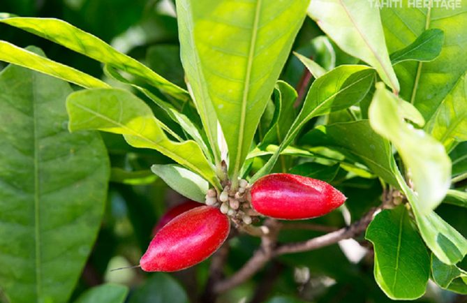 Fruit miraculeux - Miracle fruit - Synsepalum dulcificum © Tahiti Heritage