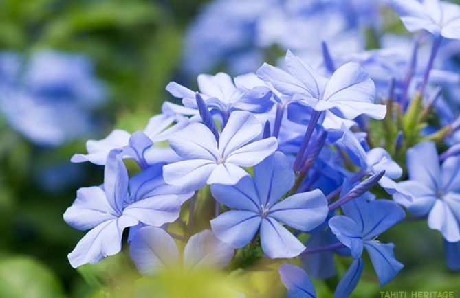 Plumbago auriculata de Tahiti © Tahiti Heritage