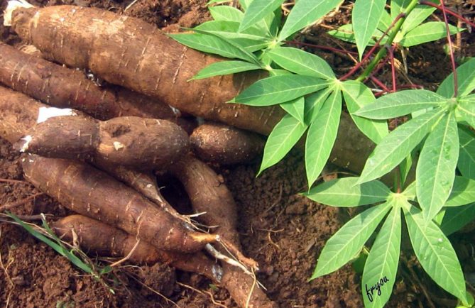 Tubercules de Manioc de Tahiti. Photo fryoa