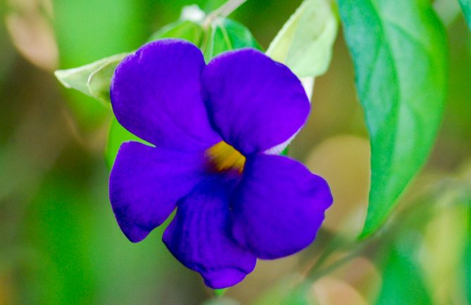 Thunbergia, Gueule de loup © Tahiti Heritage