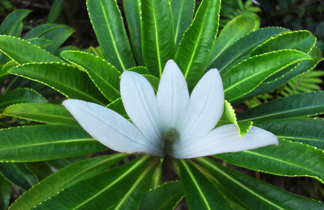 Tiare apetahi, fleur endémique de Polynésie française