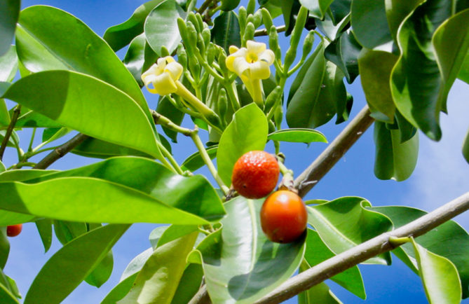 Pua de Tahiti, Fagraea berteroana © Tahiti Heritage