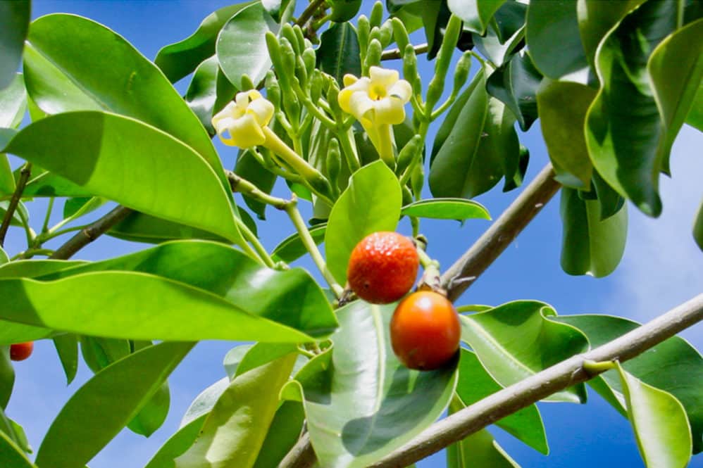 Pua de Tahiti, Fagraea berteroana © Tahiti Heritage