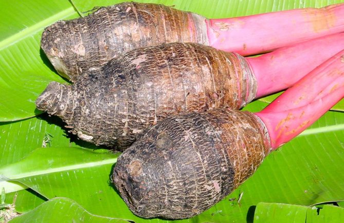 Taro des Australes. Colocasia esculenta. © Tahiti Heritage