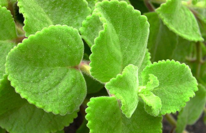 Thym indien, Plectranthus amboinicus,