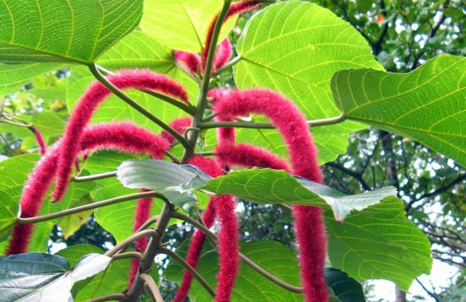 Queue de chat, Acalypha hispida