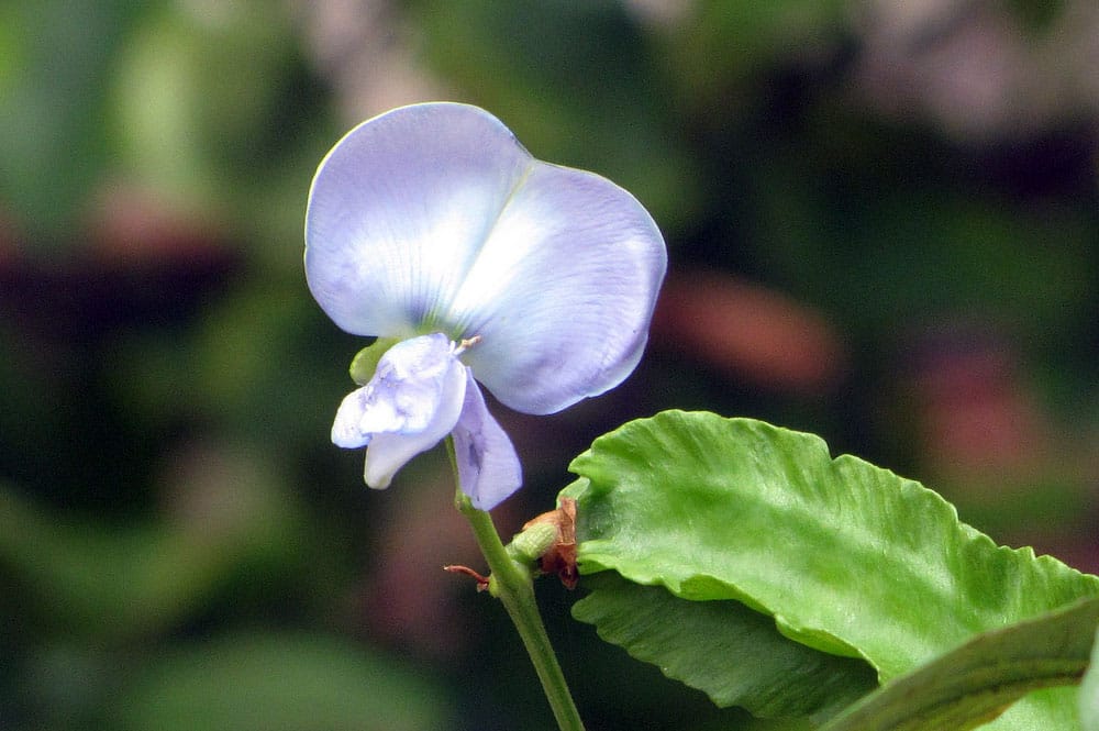 Fleur d'haricot ailé