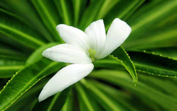 Tiare apetahi, fleur endémique de Polynésie française