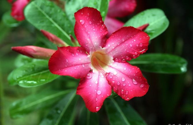 Adenium, Tipanie Bangkok, Rose du désert. Photo Christian Chene