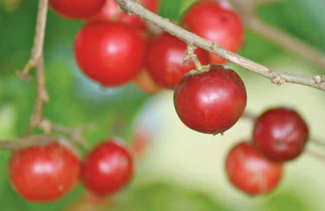 Lovi-lovi. Flacourtia inermis