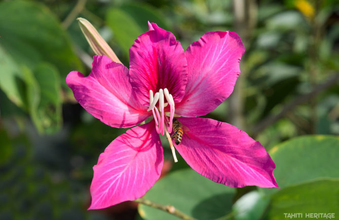 Bauhinia purpurea