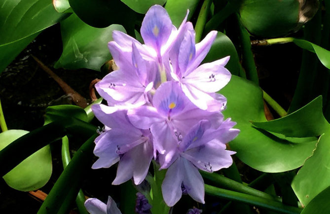 Jacinthe d’eau de Tahiti, Eichhornia crassipes