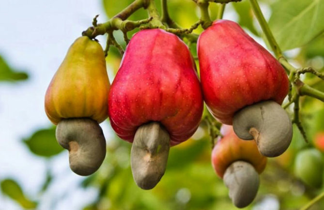 pomme et noix de cajou. Anacardium occidentale